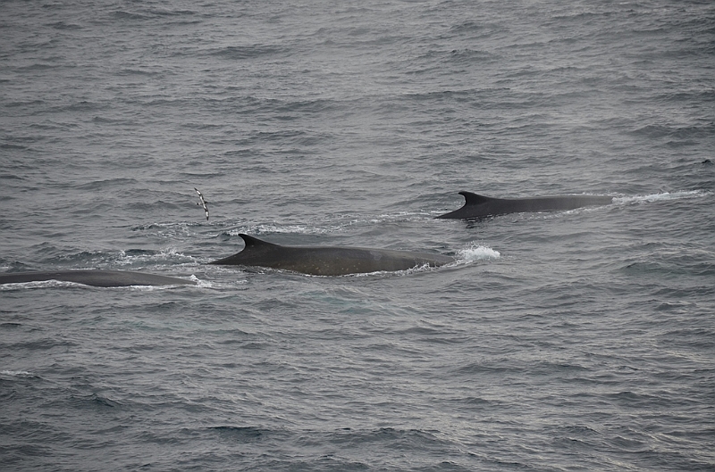 015_Antarctica_Peninsula_Fin_Whale.JPG