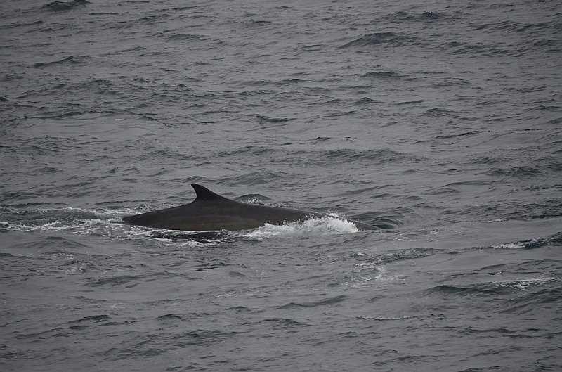 016_Antarctica_Peninsula_Fin_Whale.JPG