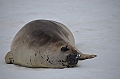 216_Antarctica_Peninsula_Robert_Island_Elephantseal