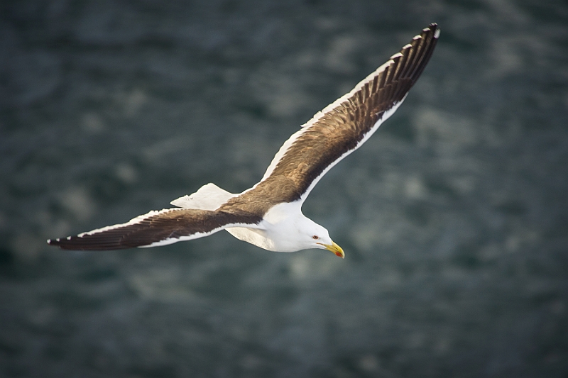 004_Best_of_Antarctica_Ponant.jpg