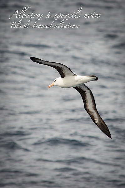 008_Best_of_Antarctica_Ponant.jpg