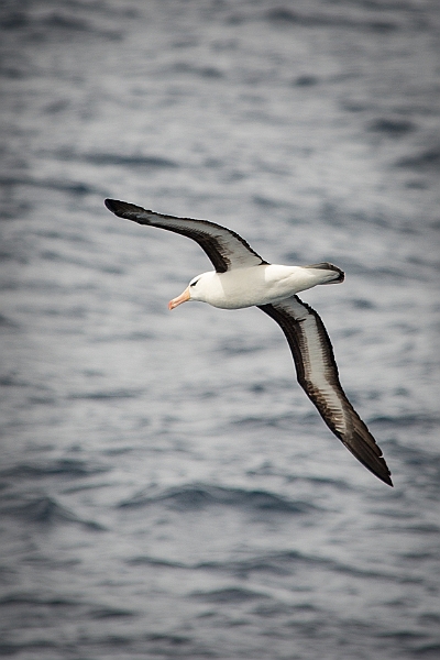 009_Best_of_Antarctica_Ponant.jpg