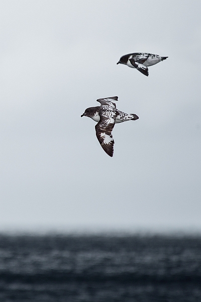 016_Best_of_Antarctica_Ponant.jpg