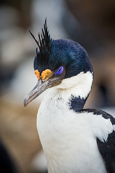 031_Best_of_Antarctica_Ponant.jpg