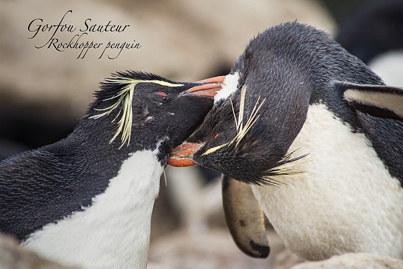 038_Best_of_Antarctica_Ponant.jpg