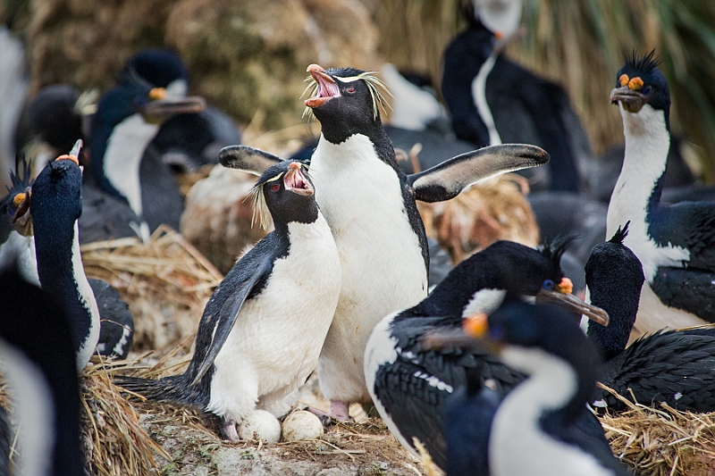 040_Best_of_Antarctica_Ponant.jpg