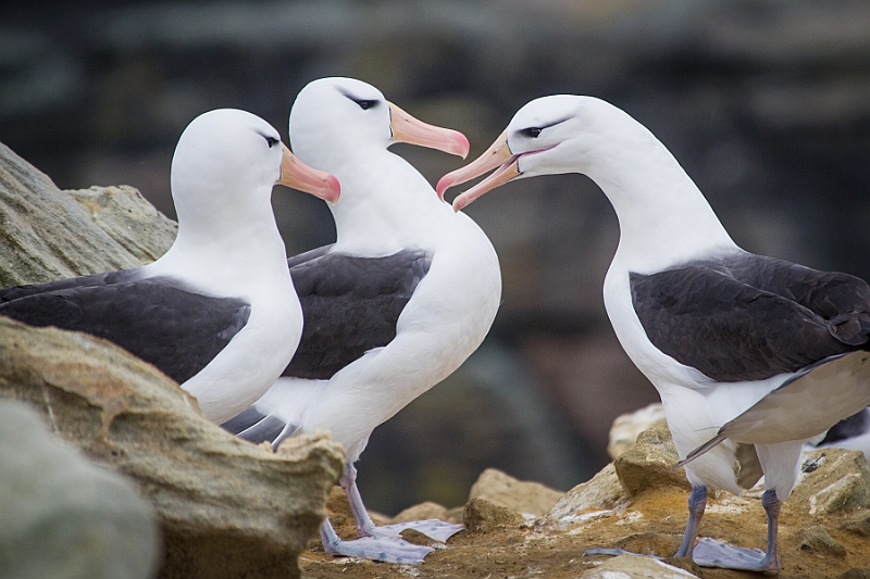 046_Best_of_Antarctica_Ponant.jpg