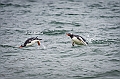 065_Best_of_Antarctica_Ponant