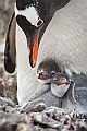 074_Best_of_Antarctica_Ponant