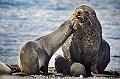 082_Best_of_Antarctica_Ponant