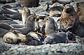 105_Best_of_Antarctica_Ponant