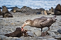 108_Best_of_Antarctica_Ponant