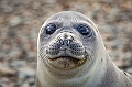 119_Best_of_Antarctica_Ponant