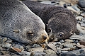 128_Best_of_Antarctica_Ponant