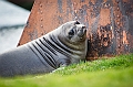 130_Best_of_Antarctica_Ponant