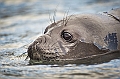 141_Best_of_Antarctica_Ponant