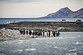 148_Best_of_Antarctica_Ponant