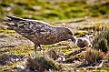 164_Best_of_Antarctica_Ponant