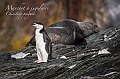 171_Best_of_Antarctica_Ponant