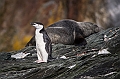 172_Best_of_Antarctica_Ponant