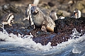 189_Best_of_Antarctica_Ponant