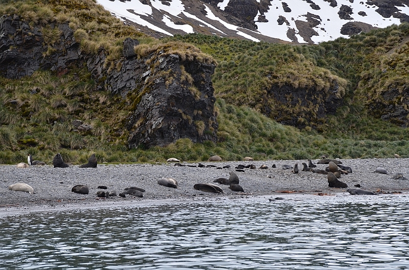 048_Antarctica_South_Georgia_Fortuna_Bay.JPG