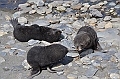 056_Antarctica_South_Georgia_Fortuna_Bay_Fur_Seals