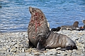 062_Antarctica_South_Georgia_Fortuna_Bay_Fur_Seals