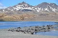 080_Antarctica_South_Georgia_Fortuna_Bay