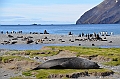 103_Antarctica_South_Georgia_Fortuna_Bay