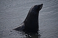 129_Antarctica_South_Georgia_Grytviken_Fur_Seals