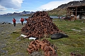 151_Antarctica_South_Georgia_Grytviken