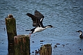 158_Antarctica_South_Georgia_Grytviken_Blauaugenkormoran