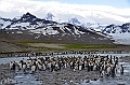 211_Antarctica_South_Georgia_Saint_Andrews_Bay