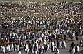 230_Antarctica_South_Georgia_Saint_Andrews_Bay_King_Penguin_Rookery