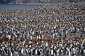 233_Antarctica_South_Georgia_Saint_Andrews_Bay_King_Penguin_Rookery