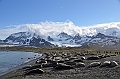 255_Antarctica_South_Georgia_Saint_Andrews_Bay