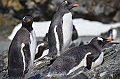 300_Antarctica_South_Georgia_Cooper_Bay_Eselspinguin