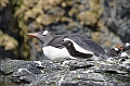 301_Antarctica_South_Georgia_Cooper_Bay_Eselspinguin