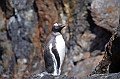 307_Antarctica_South_Georgia_Cooper_Bay