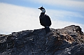 310_Antarctica_South_Georgia_Cooper_Bay