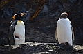 315_Antarctica_South_Georgia_Cooper_Bay