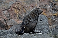 335_Antarctica_South_Georgia_Cooper_Bay