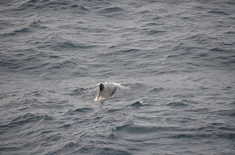 040_Falkland_Islands_Pilotwal.JPG