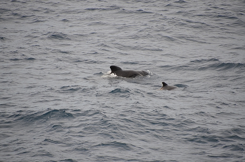 041_Falkland_Islands_Pilotwal.JPG