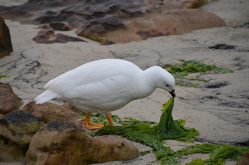 049_Falkland_Islands_New_Island.JPG