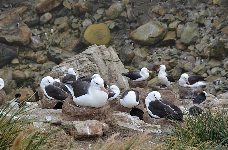 072_Falkland_Islands_New_Island.JPG
