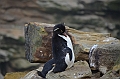 058_Falkland_Islands_New_Island