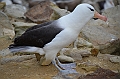 071_Falkland_Islands_New_Island