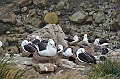 072_Falkland_Islands_New_Island